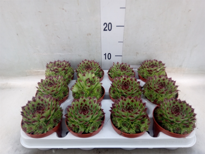 <h4>Sempervivum   ...</h4>