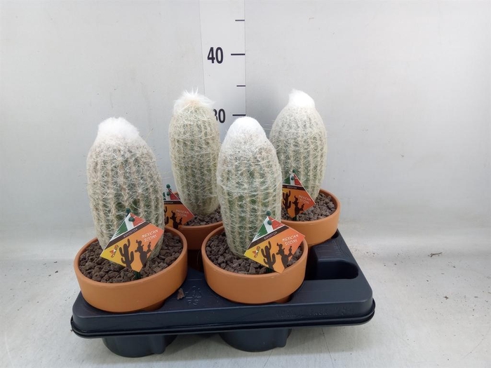 <h4>Cactus ...</h4>
