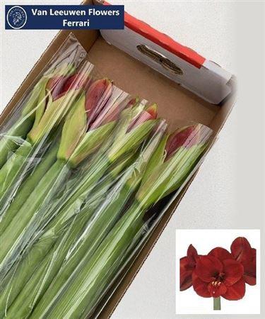 <h4>Hipp Ga Ferrari</h4>