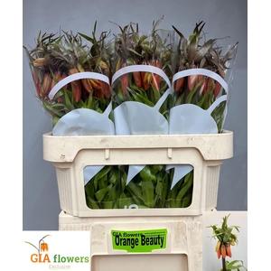 FRIT IM ORANGE BEAUT