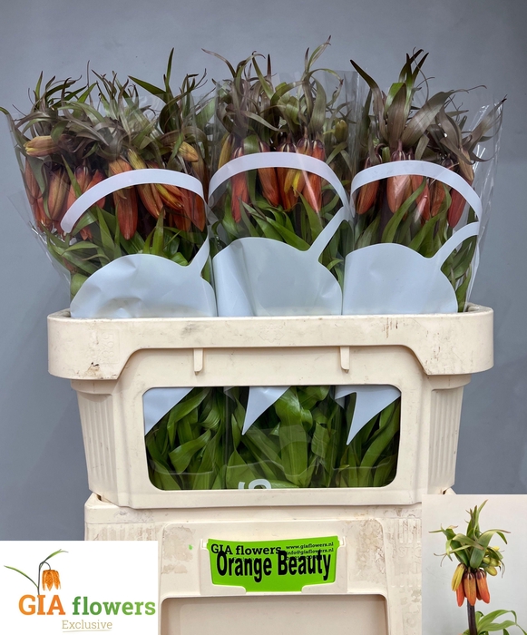 <h4>FRIT IM ORANGE BEAUT</h4>