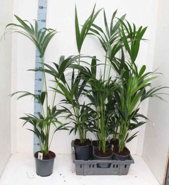 <h4>HOWEA FORSTERIANA P17 100CM</h4>