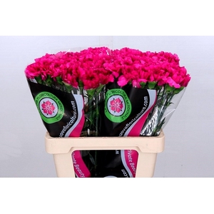 Dianthus St Tico Tico Violet