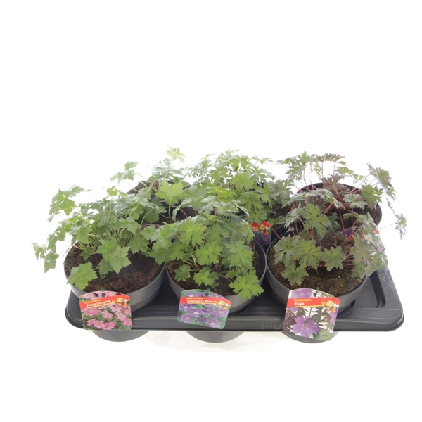 <h4>Geranium mix</h4>