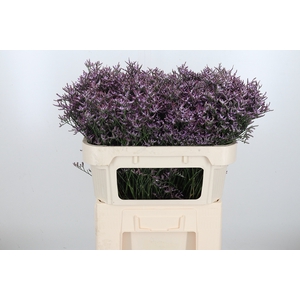 Limon Safora Lilac