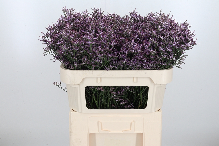 <h4>Limon Safora Lilac</h4>