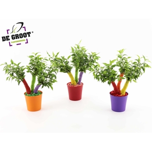 Ficus Crazy Tree 