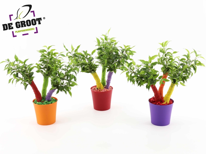 <h4>Ficus Crazy Tree "Summerstyle"</h4>