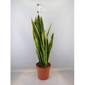 Sansevieria trifa. 'Laurentii'