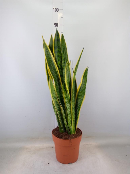 <h4>Sansevieria trifa. 'Laurentii'</h4>