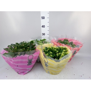 Kalanchoe blos.   ..rosebud mix  5