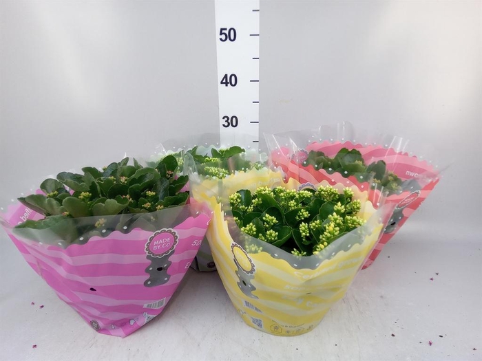<h4>Kalanchoe blos.   ..rosebud mix  5</h4>