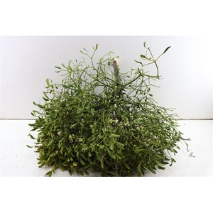 Mistletoe Kronen 4 Kilo P Stuk