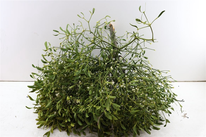 <h4>Mistletoe Kronen 4 Kilo P Stuk</h4>