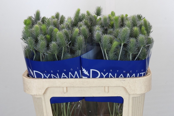 Eryngium Electric Dynamite