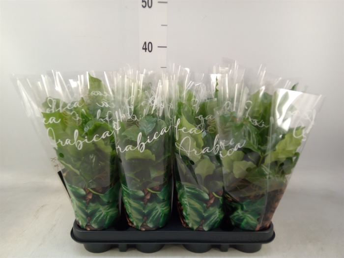 <h4>Coffea arabica</h4>