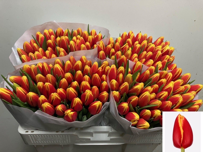 <h4>TU EN DENMARK</h4>