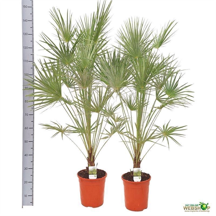 <h4>CHAMAEROPS HUMILIS</h4>