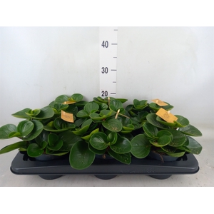 Peperomia obt. 'Red Canyon'