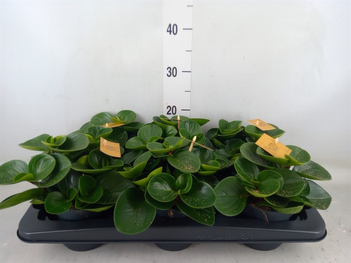 <h4>Peperomia obt. 'Red Canyon'</h4>