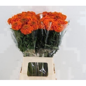 TAG E PROMISE ORANGE