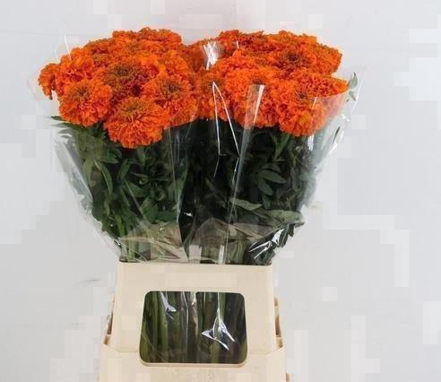 <h4>TAG E PROMISE ORANGE</h4>
