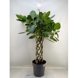 Ficus benghalensis 'Audrey'
