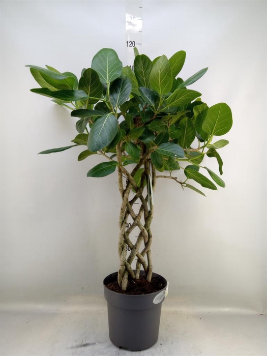 <h4>Ficus benghalensis 'Audrey'</h4>