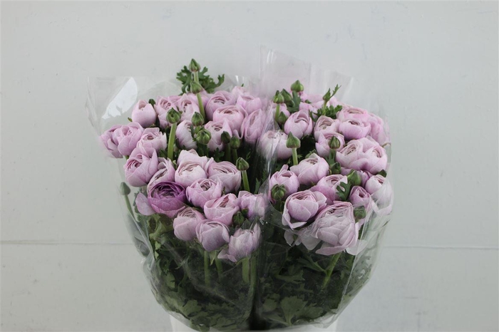 <h4>Ran Cloni Nebbia</h4>