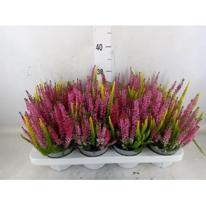 Calluna vulg. 'Beauty L'  ..mix 3/p