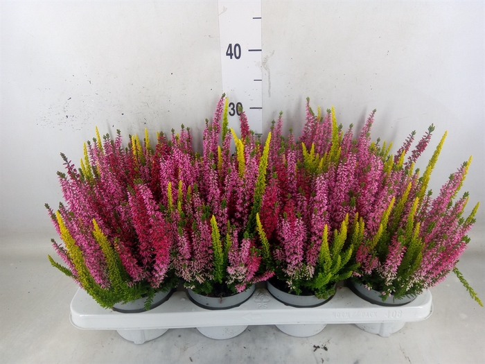 <h4>Calluna vulg. 'Beauty L'  ..mix 3/p</h4>