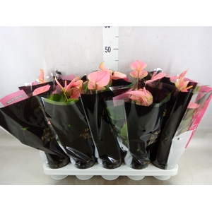 Anthurium andr. 'Sweet Dream'