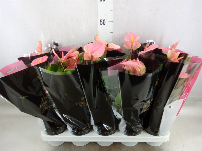 <h4>Anthurium andr. 'Sweet Dream'</h4>