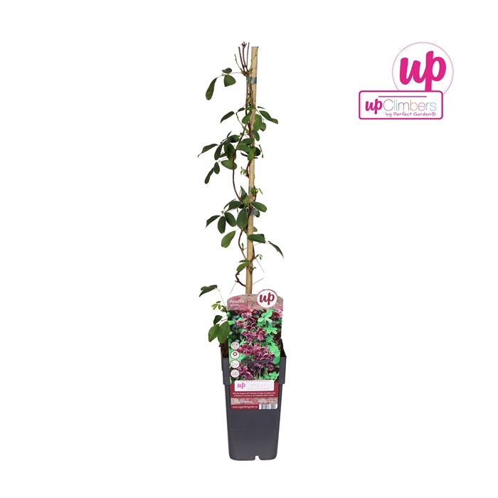 <h4>Akebia quinata P15</h4>