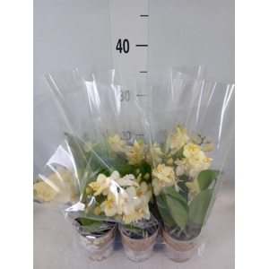 Phalaenopsis multi.   ...yellow