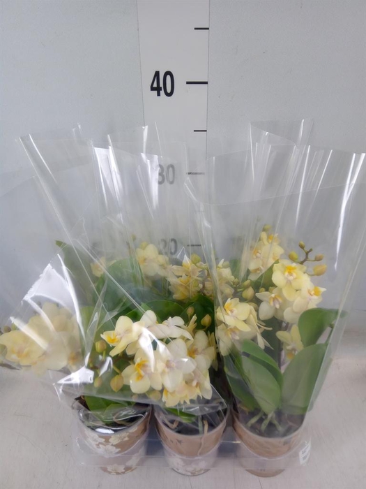 <h4>Phalaenopsis multi.   ...yellow</h4>