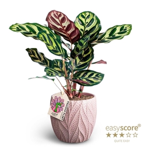 CALATHEA MAKOYANA P12 LEAF ROZE