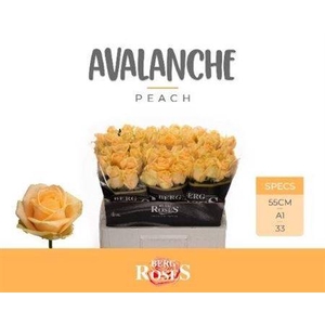 R Gr Avalanche Peach