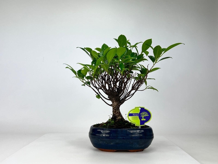<h4>Ficus retusa, 19 cm., broom, without driptray</h4>