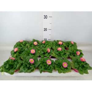 Bellis perennis 'Rusher Rose'