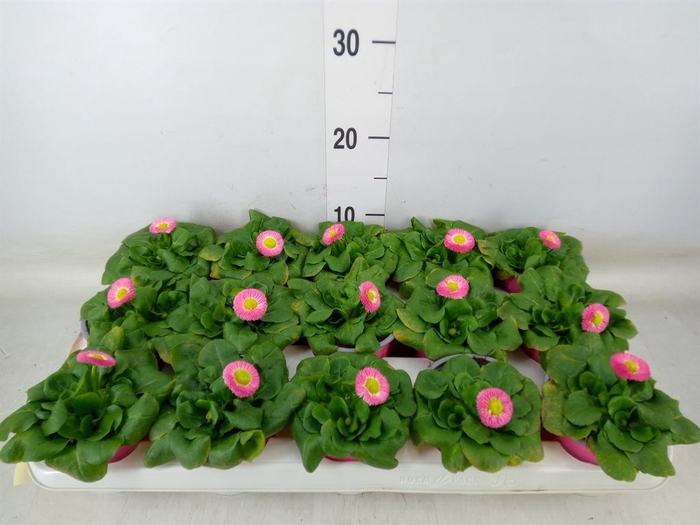 <h4>Bellis perennis 'Rusher Rose'</h4>