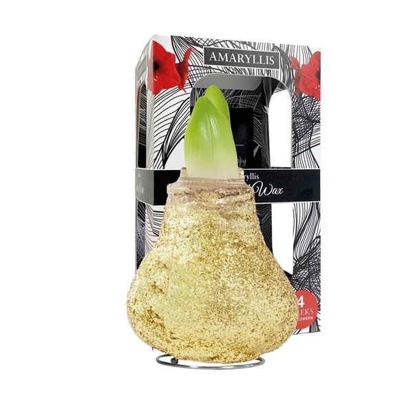 <h4>Amaryllis Touch of Wax Magic Gold 6x1, rode bloem, Karton Giftbox</h4>