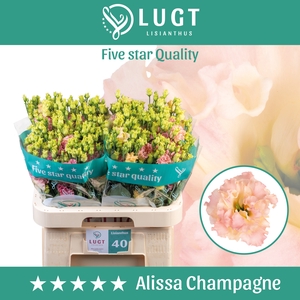 Lisianthus Alissa Champagne