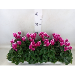 Cyclamen KL 'Compact Fuji'