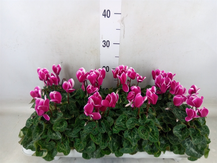 <h4>Cyclamen KL 'Compact Fuji'</h4>