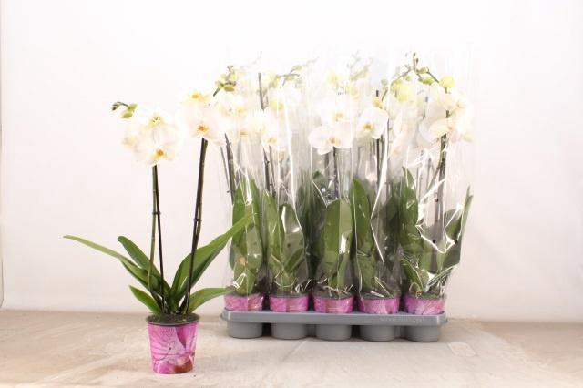 <h4>PHAL AN WINDSOR</h4>