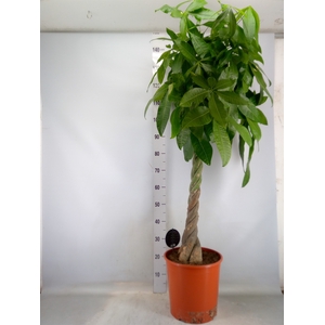 Pachira aquatica