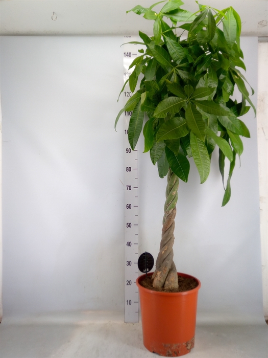 <h4>Pachira aquatica</h4>