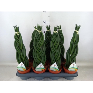 Sansevieria cyl.  ...