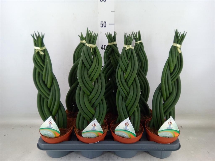 <h4>Sansevieria cyl.  ...</h4>